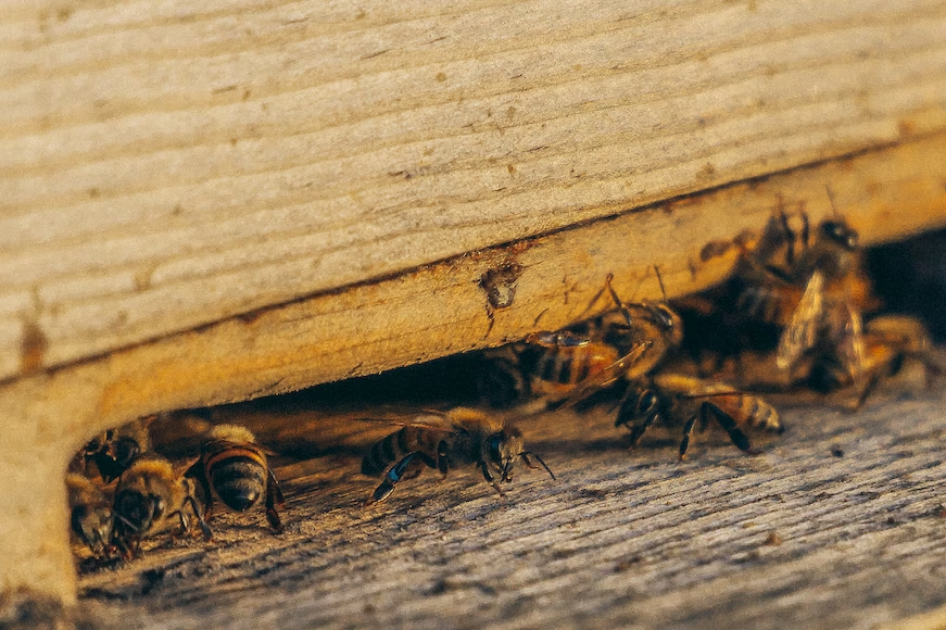 DIY Tips to Prevent Pests in Your OKC Home