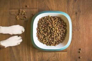 dog-food-and-paws