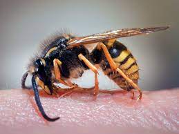 what happens if you kill a wasp?