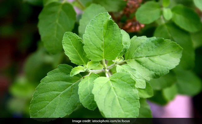 Harnessing the Power of Tulsi in Medicine