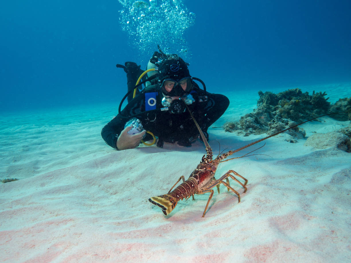 A Deep Dive