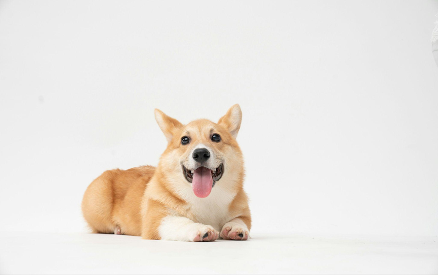 Best Dog Friendly Restaurant