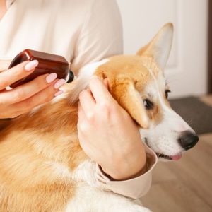 General Veterinary Medicine
