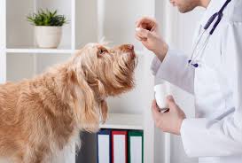 Finding The Right General Veterinarian