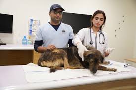 An Animal Clinic
