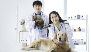 Animal Hospital