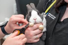 How Veterinary Clinics Care For Exotic And Small Pets